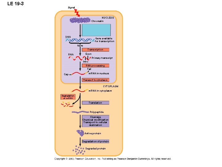 LE 19 -3 Signal NUCLEUS Chromatin DNA Gene available for transcription Gene Transcription RNA