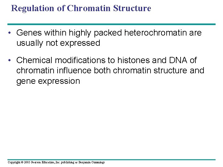 Regulation of Chromatin Structure • Genes within highly packed heterochromatin are usually not expressed