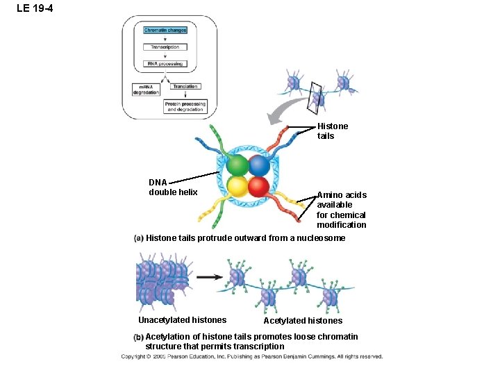 LE 19 -4 Histone tails DNA double helix Amino acids available for chemical modification