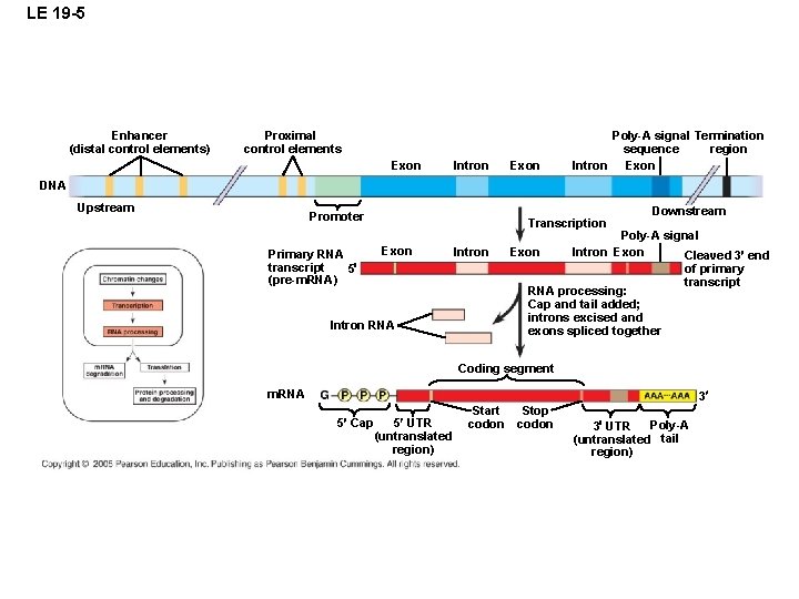 LE 19 -5 Enhancer (distal control elements) Proximal control elements Exon Intron Exon Poly-A