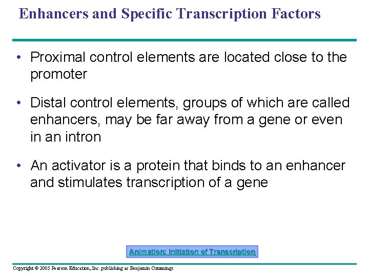 Enhancers and Specific Transcription Factors • Proximal control elements are located close to the