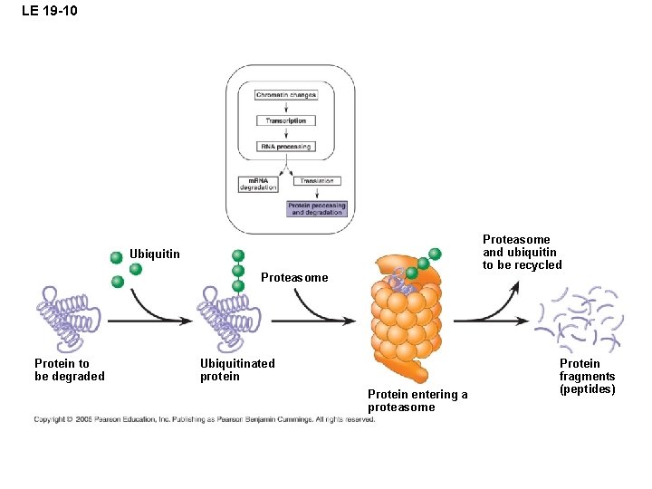 LE 19 -10 Proteasome and ubiquitin to be recycled Ubiquitin Proteasome Protein to be