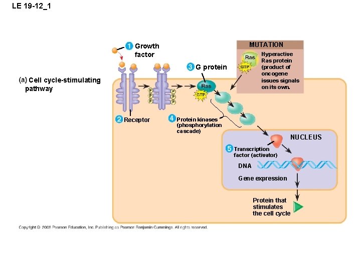 LE 19 -12_1 MUTATION Growth factor Hyperactive Ras protein (product of oncogene issues signals