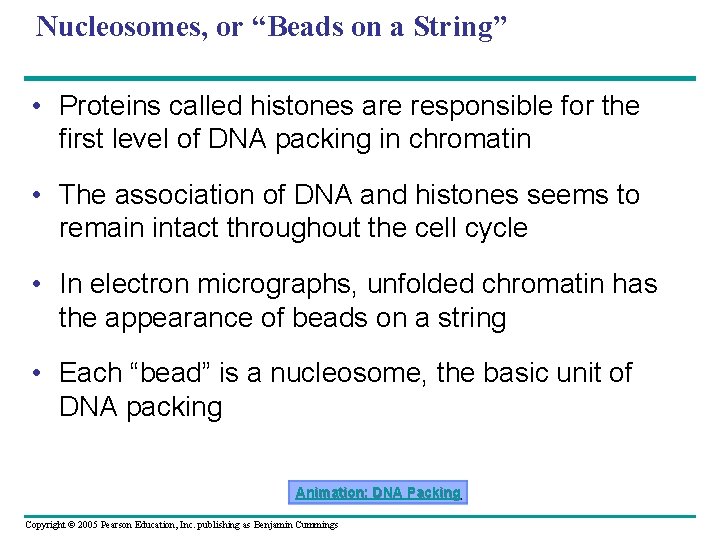 Nucleosomes, or “Beads on a String” • Proteins called histones are responsible for the