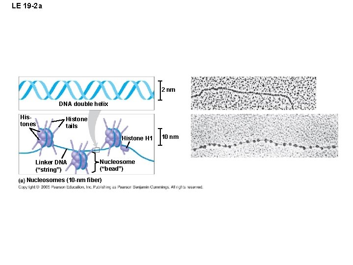 LE 19 -2 a 2 nm DNA double helix Histones Histone tails Histone H