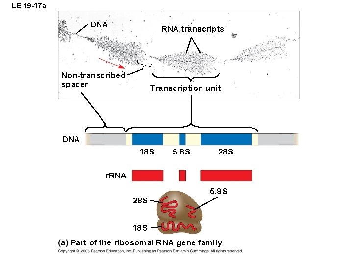 LE 19 -17 a DNA RNA transcripts Non-transcribed spacer Transcription unit DNA 18 S