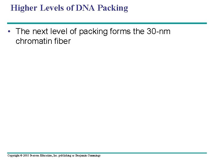 Higher Levels of DNA Packing • The next level of packing forms the 30