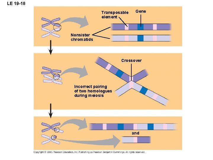 LE 19 -18 Transposable element Gene Nonsister chromatids Crossover Incorrect pairing of two homologues