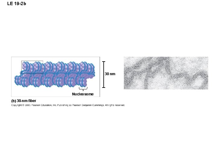 LE 19 -2 b 30 nm Nucleosome 30 -nm fiber 