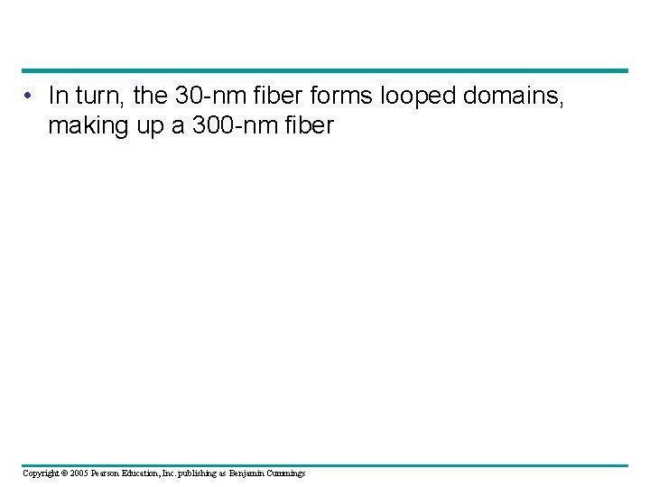  • In turn, the 30 -nm fiber forms looped domains, making up a