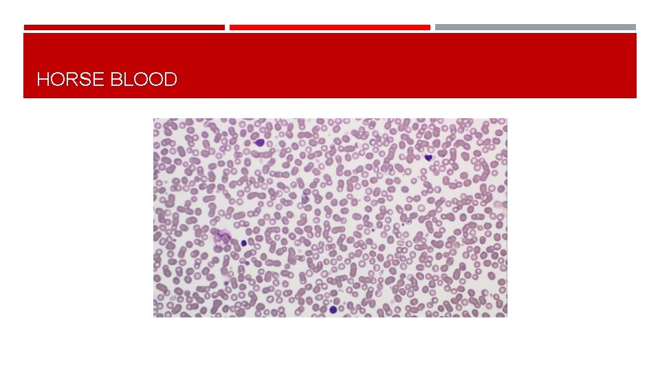 ERYTHROCYTES MS NELSON LVT DEFINITIONS Hematology the study