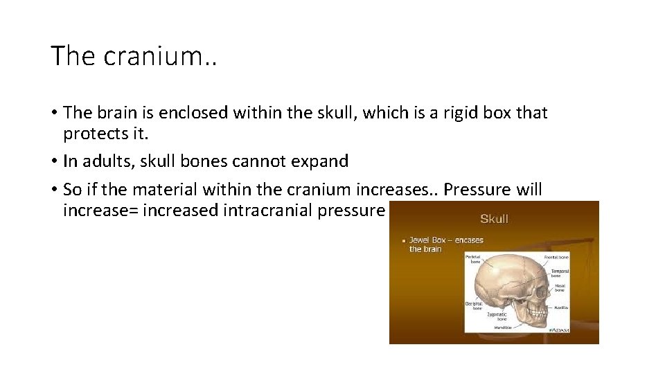 The cranium. . • The brain is enclosed within the skull, which is a