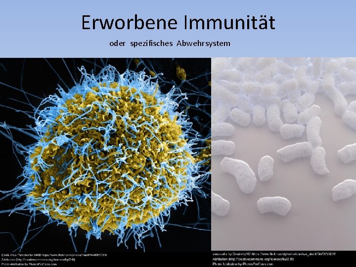 Erworbene Immunität oder spezifisches Abwehrsystem 