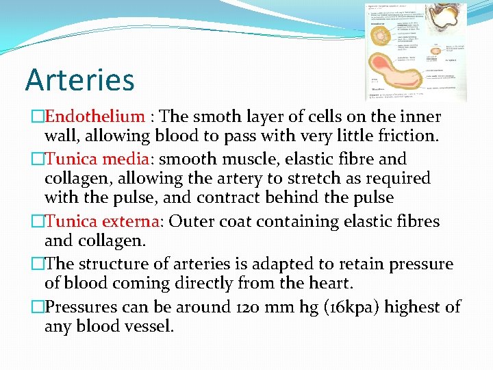 Arteries �Endothelium : The smoth layer of cells on the inner wall, allowing blood Arteries �Endothelium : The smoth layer of cells on the inner wall, allowing blood