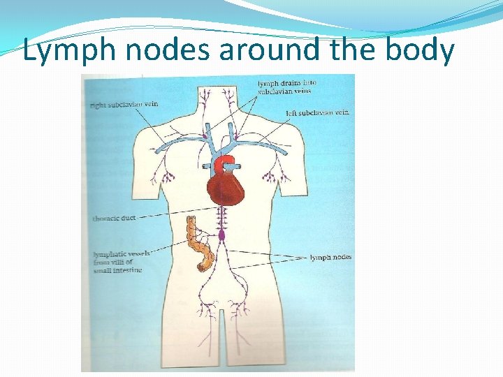 Lymph nodes around the body Lymph nodes around the body