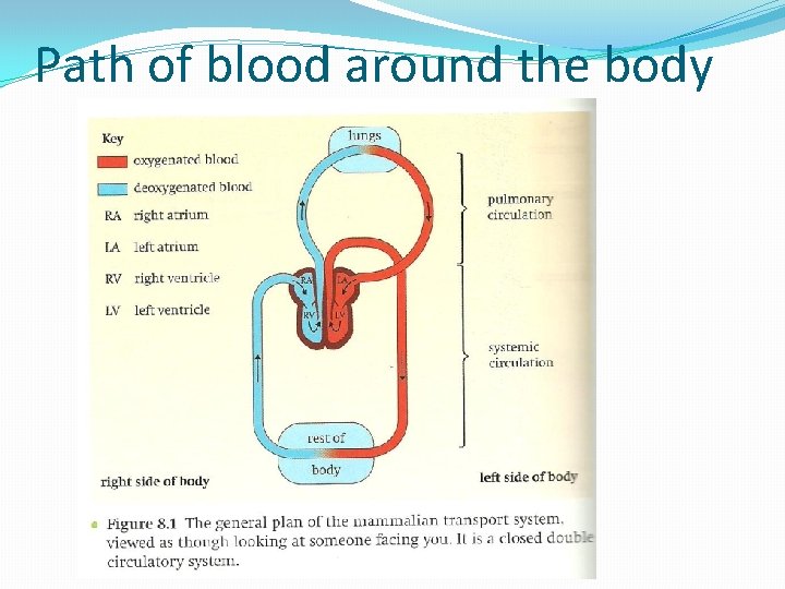 Path of blood around the body Path of blood around the body