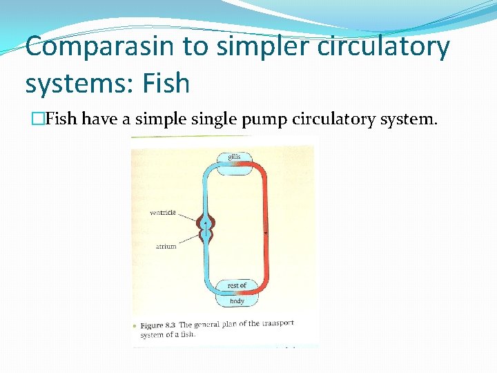 Comparasin to simpler circulatory systems: Fish �Fish have a simple single pump circulatory system. Comparasin to simpler circulatory systems: Fish �Fish have a simple single pump circulatory system.