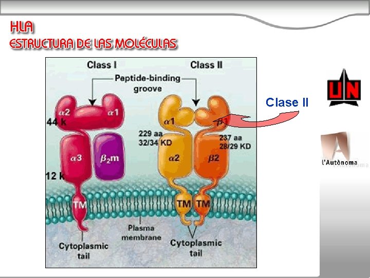 Clase II 