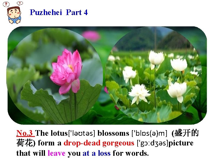 Puzhehei Part 4 No. 3 The lotus['ləʊtəs] blossoms ['blɒs(ə)m] (盛开的 荷花) form a drop-dead
