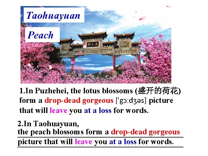 Taohuayuan Peach 1. In Puzhehei, the lotus blossoms (盛开的荷花) form a drop-dead gorgeous ['gɔːdʒəs]