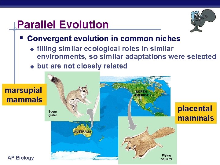 Parallel Evolution § Convergent evolution in common niches u u filling similar ecological roles