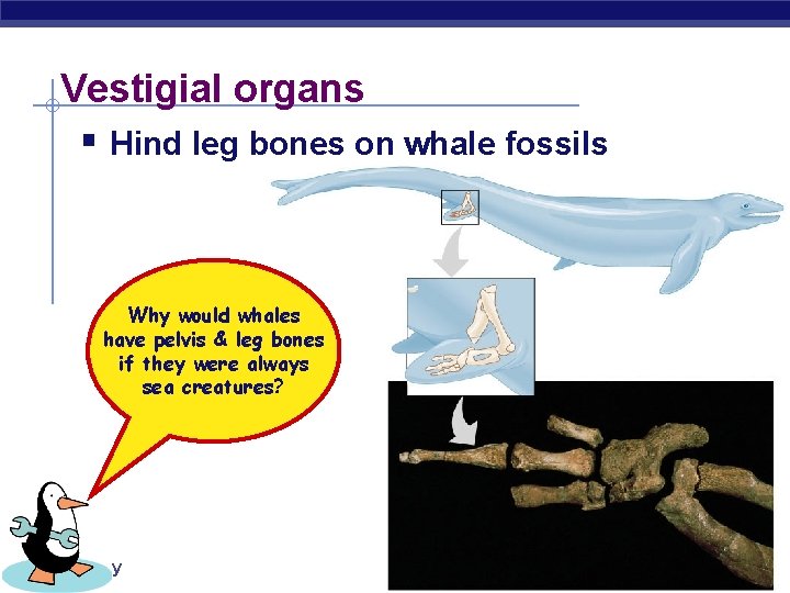 Vestigial organs § Hind leg bones on whale fossils Why would whales have pelvis