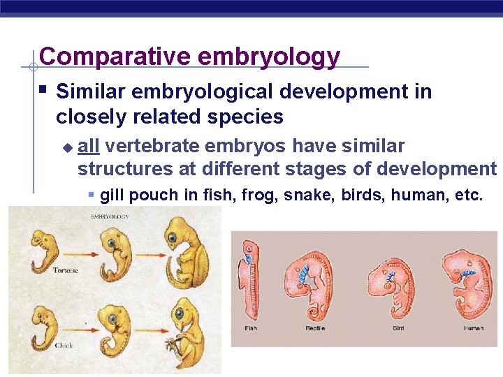 Comparative embryology § Similar embryological development in closely related species u all vertebrate embryos