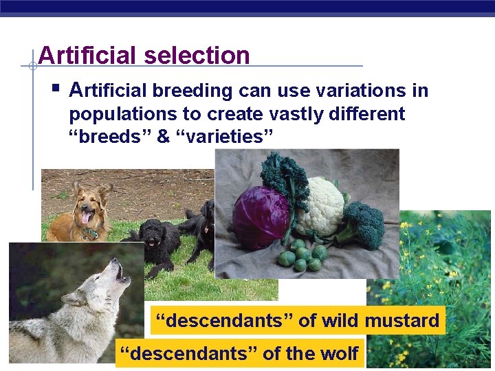 Artificial selection § Artificial breeding can use variations in populations to create vastly different