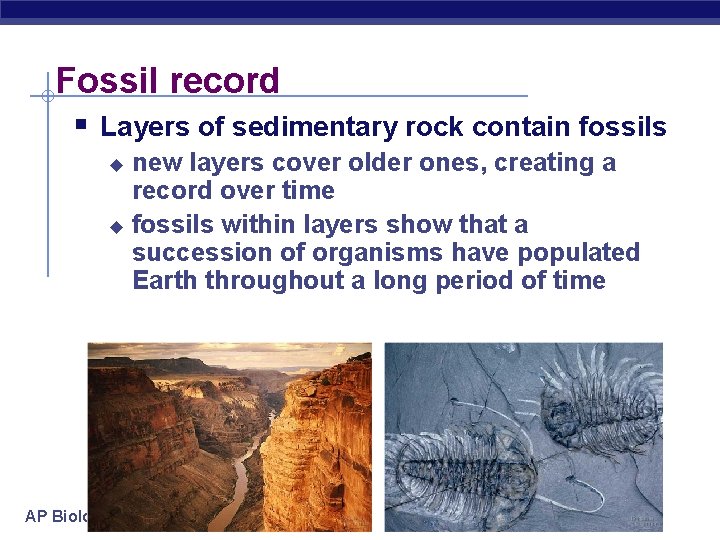 Fossil record § Layers of sedimentary rock contain fossils new layers cover older ones,