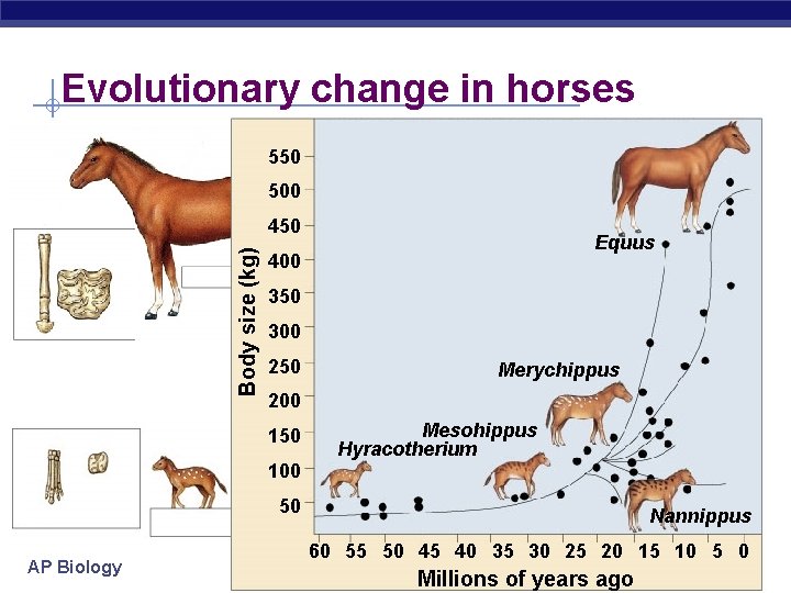 Evolutionary change in horses 550 500 Body size (kg) 450 Equus 400 350 300