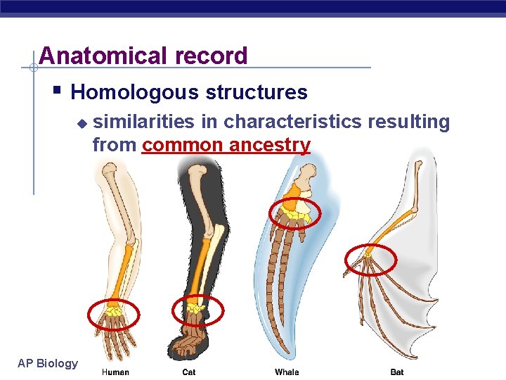 Anatomical record § Homologous structures u AP Biology similarities in characteristics resulting from common