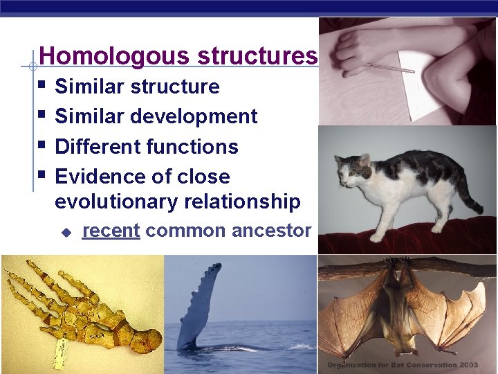 Homologous structures § Similar structure § Similar development § Different functions § Evidence of