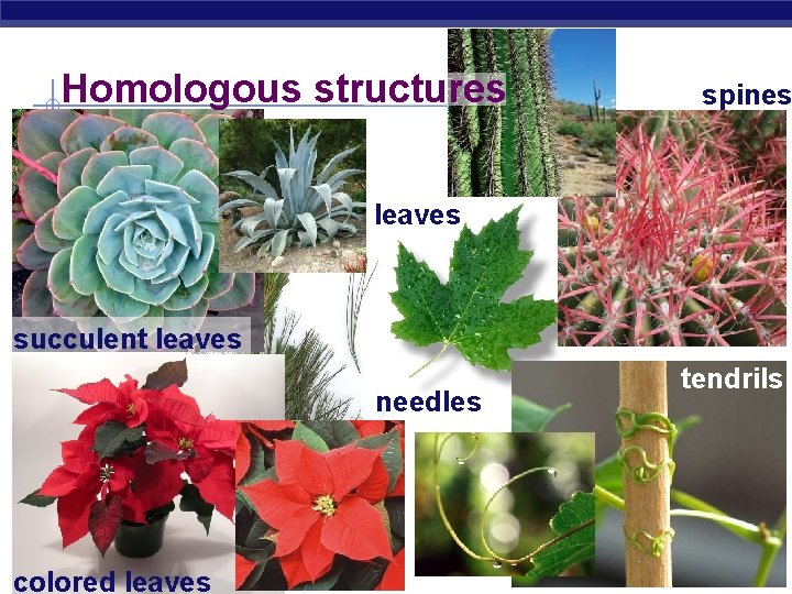 Homologous structures spines leaves succulent leaves needles AP Biology colored leaves tendrils 