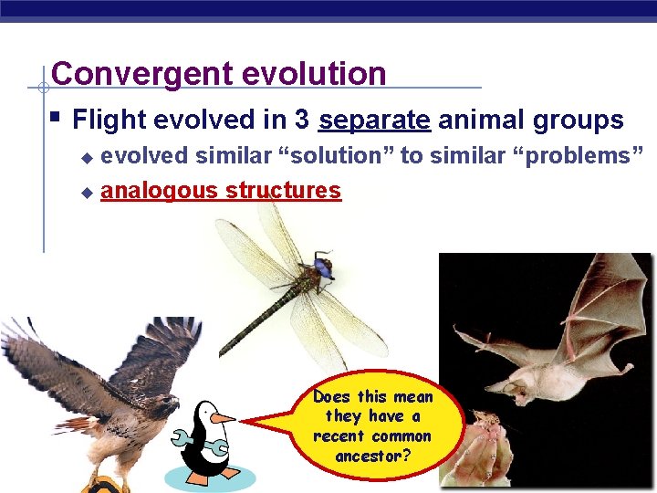 Convergent evolution § Flight evolved in 3 separate animal groups evolved similar “solution” to