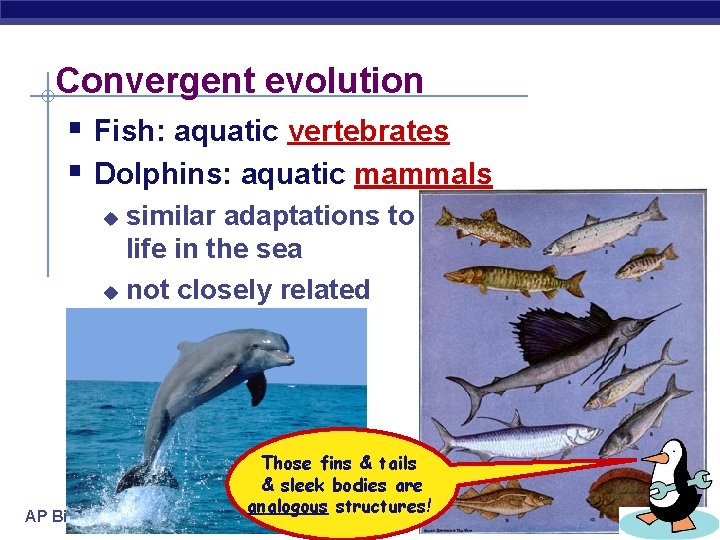 Convergent evolution § Fish: aquatic vertebrates § Dolphins: aquatic mammals similar adaptations to life