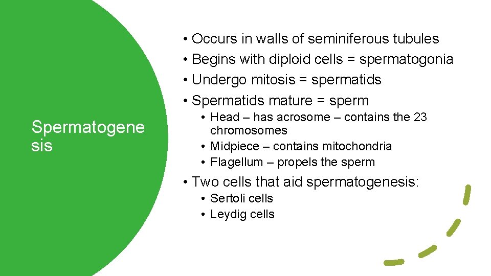  • Occurs in walls of seminiferous tubules • Begins with diploid cells =