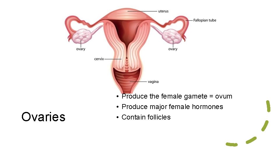 Ovaries • Produce the female gamete = ovum • Produce major female hormones •