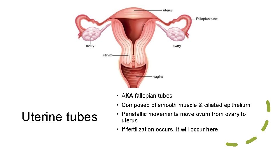  • AKA fallopian tubes • Composed of smooth muscle & ciliated epithelium Uterine