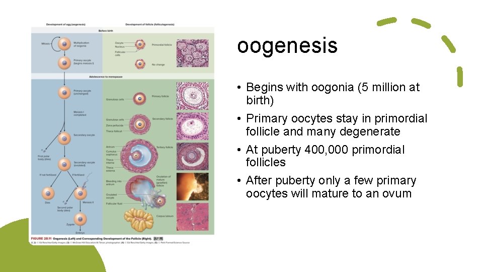 oogenesis • Begins with oogonia (5 million at birth) • Primary oocytes stay in