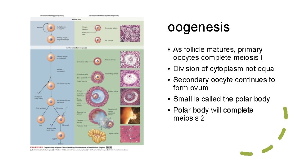 oogenesis • As follicle matures, primary oocytes complete meiosis I • Division of cytoplasm