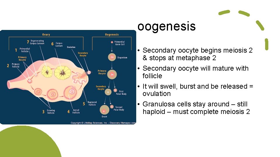 oogenesis • Secondary oocyte begins meiosis 2 & stops at metaphase 2 • Secondary