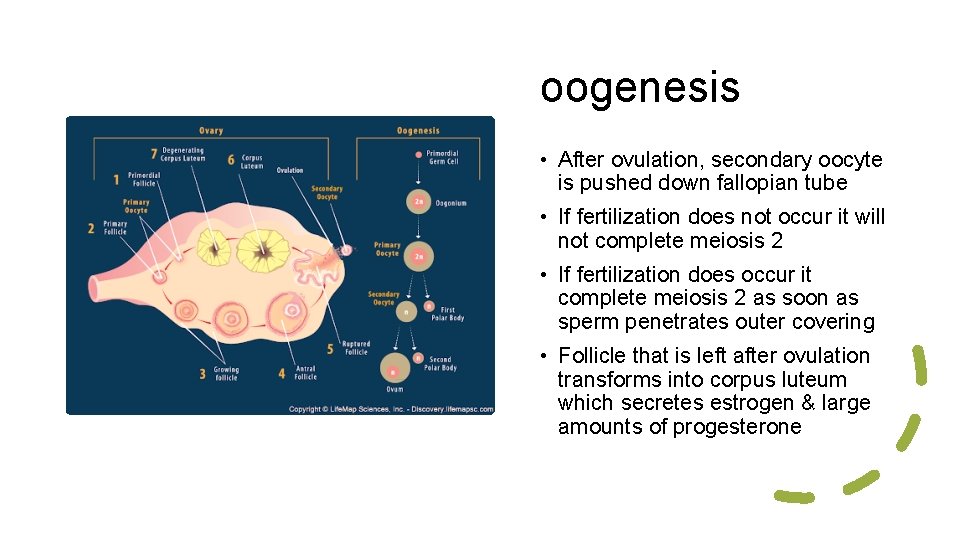 oogenesis • After ovulation, secondary oocyte is pushed down fallopian tube • If fertilization