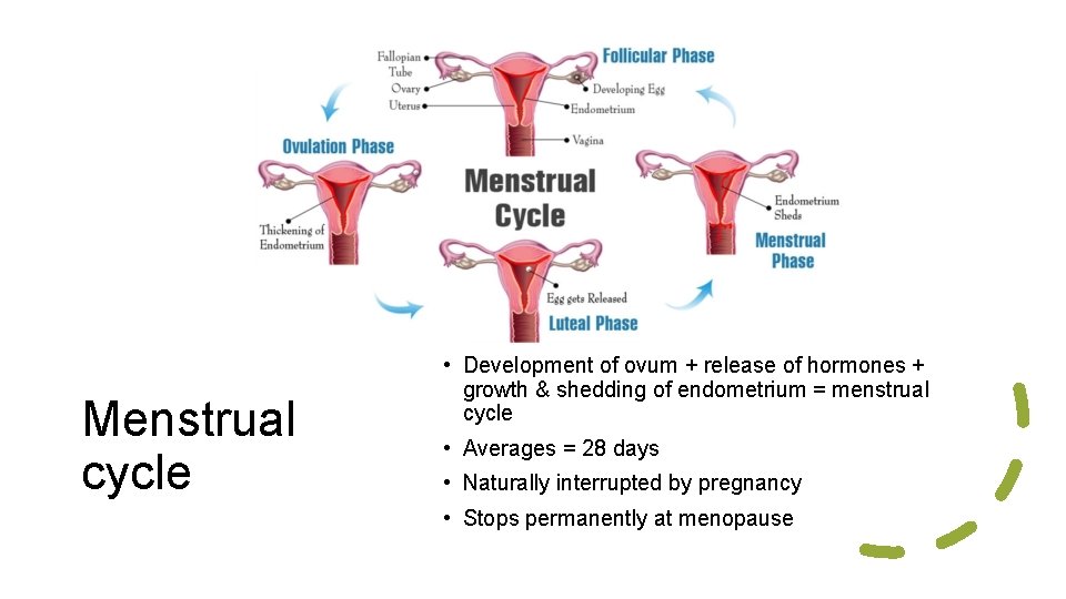 Menstrual cycle • Development of ovum + release of hormones + growth & shedding