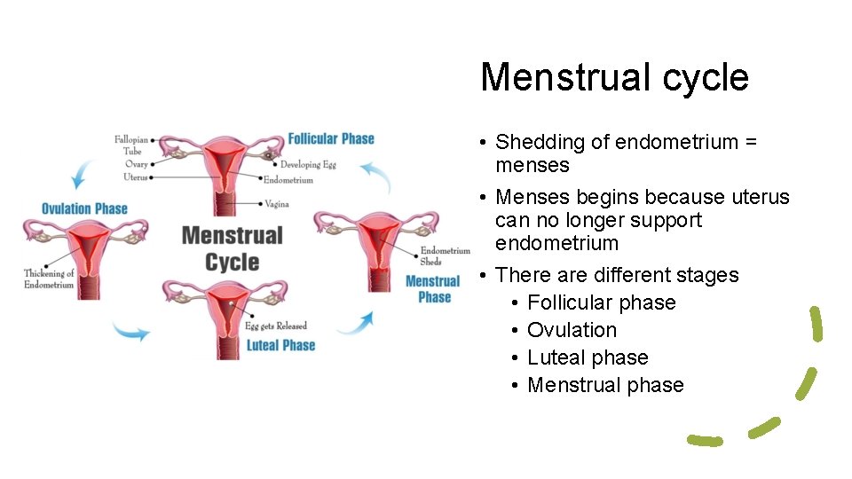 Menstrual cycle • Shedding of endometrium = menses • Menses begins because uterus can