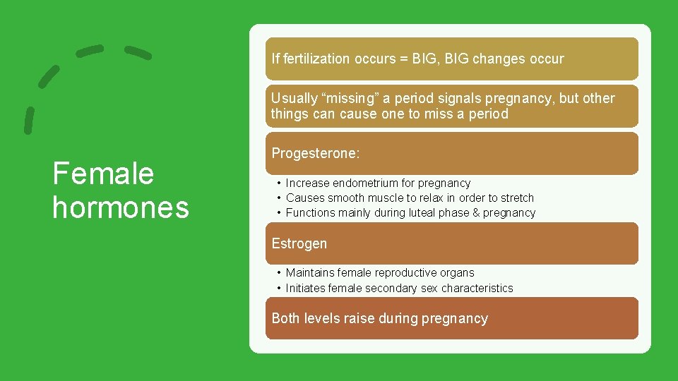 If fertilization occurs = BIG, BIG changes occur Usually “missing” a period signals pregnancy,