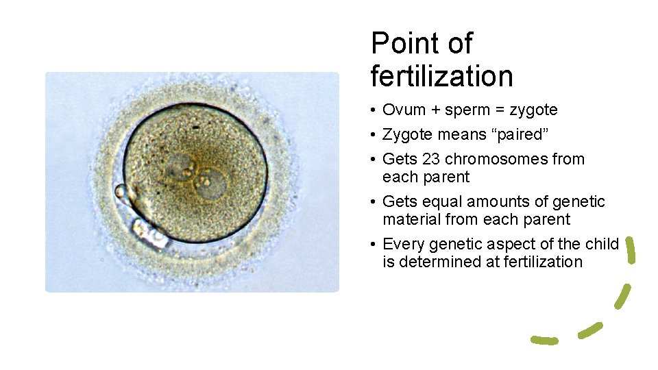 Point of fertilization • Ovum + sperm = zygote • Zygote means “paired” •