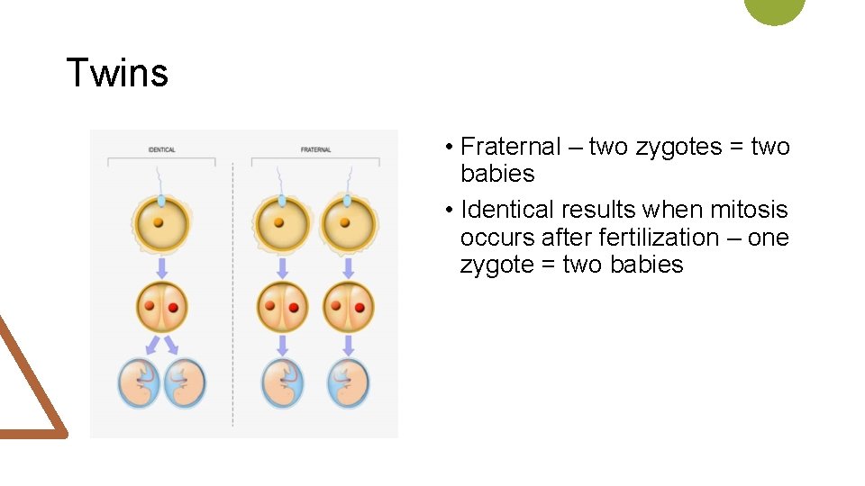 Twins • Fraternal – two zygotes = two babies • Identical results when mitosis