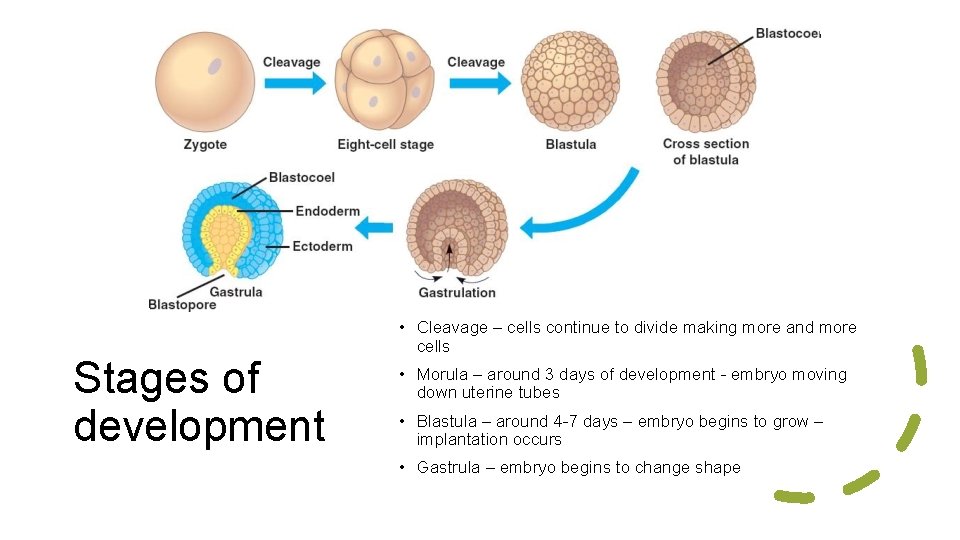 Stages of development • Cleavage – cells continue to divide making more and more