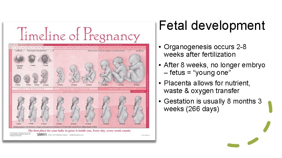 Fetal development • Organogenesis occurs 2 -8 weeks after fertilization • After 8 weeks,