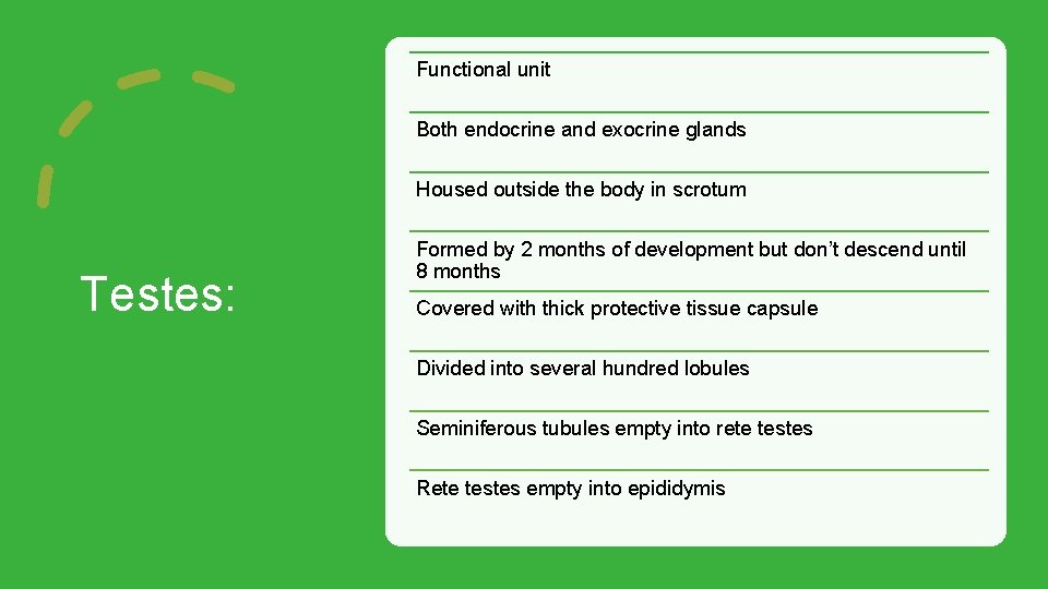 Functional unit Both endocrine and exocrine glands Housed outside the body in scrotum Testes: